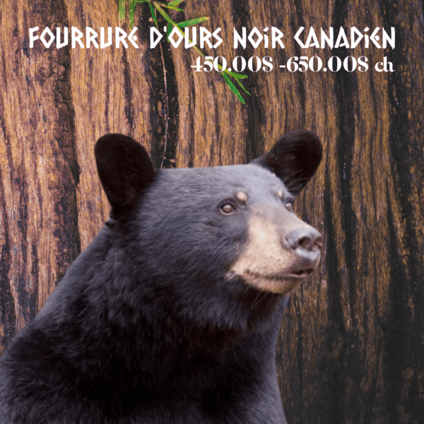 Fourrure d'ours noir canadien