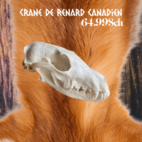 Crane de renard canadien