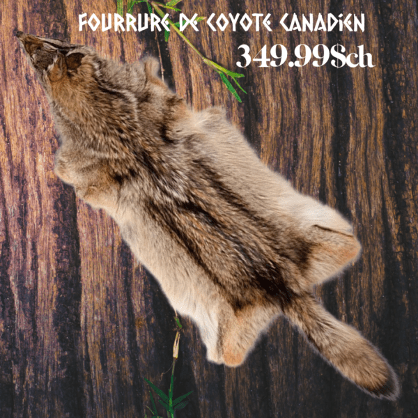 fourrure de coyote