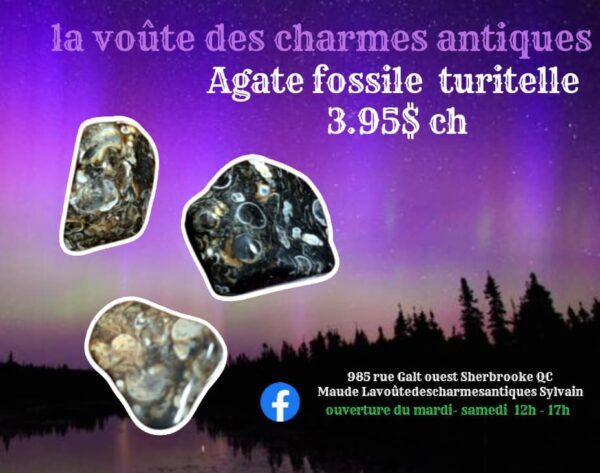 Agathe Fossile Turitelle